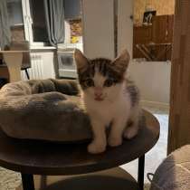 Котенок  мальчик срочно, в Красноярске