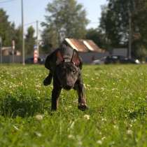 Miniature bull terrier, в г.Artzenheim