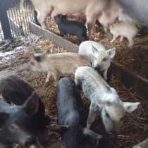 Продажа с/х животных, в Кургане
