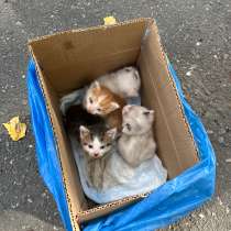 котята даром, в Новосибирске