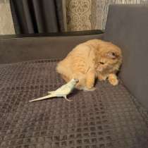 Отдам кота в хорошие руки, в Липецке