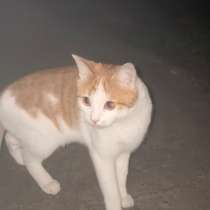 Котик ищет дом, в Подольске