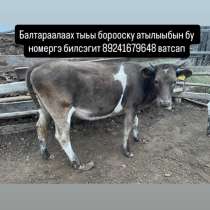 Срочно. Только ватсап, в Якутске