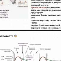репетитор по медицинским предметам ?, в Москве
