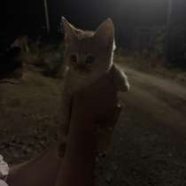 Отдам котенка, в Орске