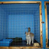 Передержка для котов, в г.Одесса