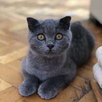 Продам шотландских вислоухих котят, в г.Стамбул