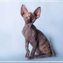Kittens of the Canadian Sphinx, в г.Каната