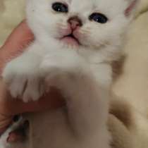 Котята, в Барнауле