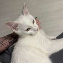 котенок бесплатно, в Петрозаводске