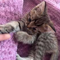 Отдам котенка только в добрые руки!, в Махачкале