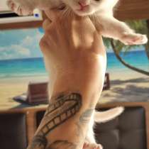 Scottish Fold - Scottish Straight Ankara, в г.Анкара