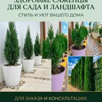 ? КИПАРИСЫ КРУПНОМЕРЫ | Вечнозеленая красота в Ваш сад | До, в Геленджике