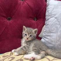 Котята британские, в Челябинске