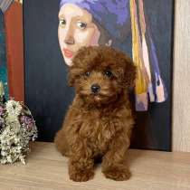 Куколки той пуделя. Toy poodle, в г.Версаль