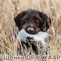 Щенки дратхаар, в Волгодонске