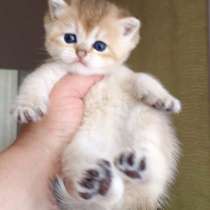 Девочка British Shorthair, в г.Ле-Ман