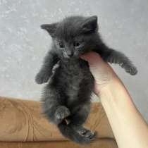 Котёнок в добрые руки, в Майкопе