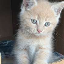 котята, в Краснодаре