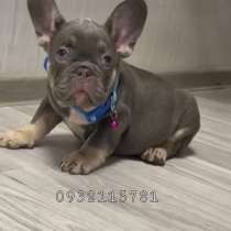 Lilac tan французик, в г.Киев