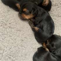 Yorkshireterrier, в г.Мюнхен