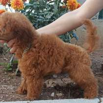 Poodle miniature/toy, в г.Стамбул