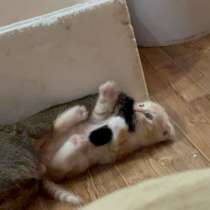 шотландские котята, в Липецке
