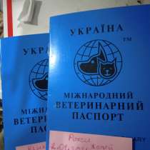 Продам щенков питбуля, в г.Умань