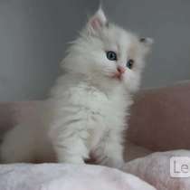 Котята Ragdoll для хорошей семьи, в Москве