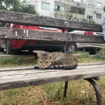 Отдам бесплатно на вид 1год красивая и ласковая, в Оренбурге