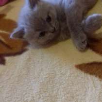 Продажа британских котят, в г.Селидово