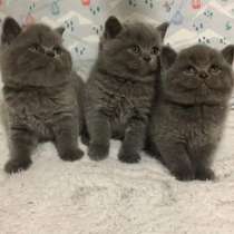Срочно котята Scottish Straight, в г.Берлин