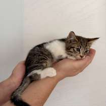 Котенок, в Одинцово