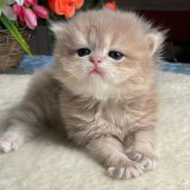 Котята в любимые семьи, в г.Ньюпорт