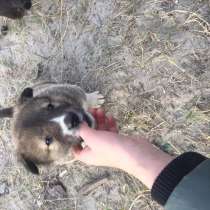 Щенки, в Ноябрьске