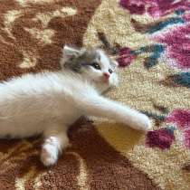 Котенок шотландский, в Альметьевске