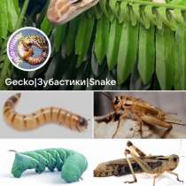 Кормовые насекомые, в Реутове
