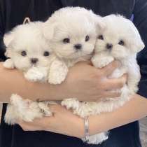 Adorabile Maltipoo cerca una casa amorevole ?❤️, в г.Atessa
