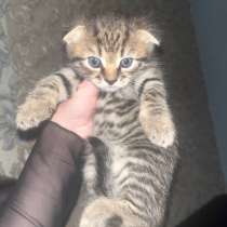 Котята, в Челябинске