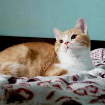 Британский котенок, в г.Джэксонвилл