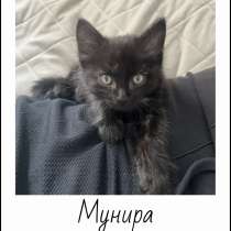 Отдам котят в добрые руки, в Армавире