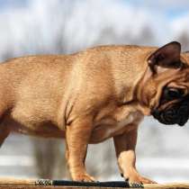 Females french Bull dog, в г.Duanesburg