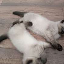 Британские короткошерстные котята, в г.Мангейм