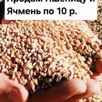 Продам пшеницу и ячмень 10 р, в Георгиевске