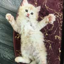 Котёнок мальчик, в Уфе