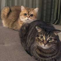 Котоняня, в Сходне