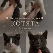 Отдам котят в добрые руки, в Грозном