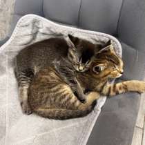 Шотландские котята, в Ставрополе