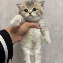 Котенок шиншила, в Кизляре
