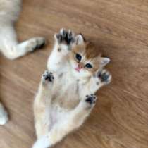 Британский котенок мальчик, в Волгограде